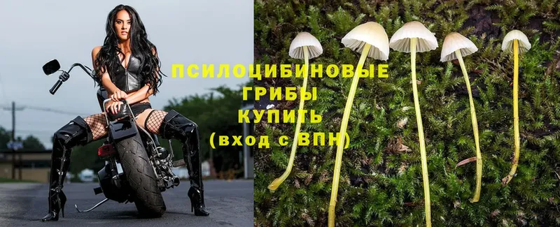 где купить наркоту  Братск  Галлюциногенные грибы Psilocybine cubensis 